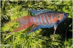 MACROPODUS OPERCULARIS - PARADIJSVIS MIX