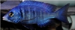 PLACIDOCHROMIS PHENOCHILIS MDOKA WHITE LIPS