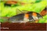 CORYDORAS EQUES