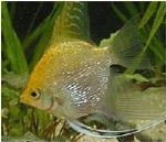 PTEROPHYLLUM GOLD DIAMANT /  DALMATIN -  MAANVIS