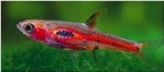 BORARAS MERAH BARAT - RASBORA ROOD