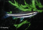 NANNOSTOMUS TRIFASCIATUS