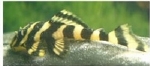 L-168 BUTTERFLY PLECO ZONANCISTRUS PULCHER