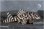 L-401 HYPANCISTRUS SPECIE