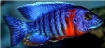 AULONOCARA CHILUMBA RED FLUSH