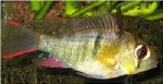 PAPILLIOCHROMUS ALTISPINOSA MICROGEOPHAGUS