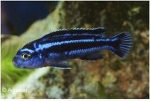 MELANOCHROMIS MAINGANO