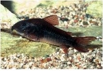 CORYDORAS BLACK VENESUELA