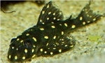 L-201 HYPANCISTRUS WILDVANG