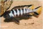 PSEUDOTROPHEUS ELONGATUS CHEWERE