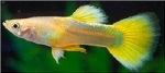 POECILLIA RETICULATA - GUP MAN GEEL