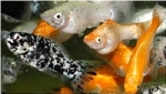 POECILIA LATIPINNA - MOLLY SLUIER MIX