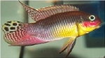 PELVICACHROMIS TAENIATUS DEHANE