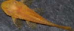 ANCISTRUS SP. GOLD LARGE