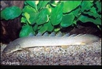 POLYPTERUS SENEGALUS - GRIJZE KWASTVIN SNOEK