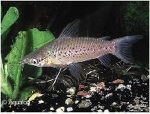 DIANEMA LONGIBARIS - PANTSERWELS