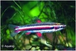 NANNOSTOMUS MARGINATUS - DWERG POTLOODVISJE