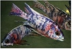 AULONOCARA CALICO RED / MULTICOLOR