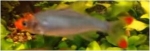 SAWBWA RESPLENDENS - NAAKTE MICRORASBORA