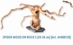 SF SPIDERWOOD ON ROCK S