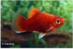 XIPHOPHORUS MACULATUS - PLATY CORAL RED