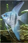 PTEROPHYLLUM SCALARE AMAZON