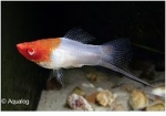 XIPHOPHORUS HELLERI KOHAKU - ZWAARDDRAGER ROOD WIT