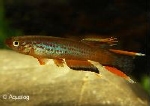APHYOSEMION AUSTRALE CAP LOPES