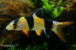 CHROMOBOTIA MACRANTHUS - BOTIA CLOWNBOTIA