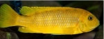 PSEUDOTROPHEUS NDUMBI GOLD