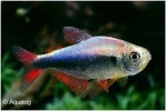 HYPHESSOBRYCON MARGITAE - PERUZALM ROODBLAUW