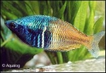 MELATONAENIA BOESEMANI