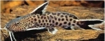 SYNODONTIS PETRICOLA / LUCIPINNES DWARF