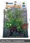 SF DECO PLANT CERATOPTERIS L