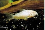 CORYDORAS AENEUS GOLD ALBINO