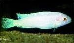 LABIDOCHROMIS CAERULEUS  WHITE