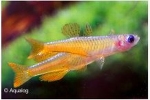 PSEUDOMUGIL CONFORM PASKAI - REGENBOOGVIS RED NEON