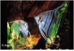 PTEROPHYLLUM PLATINA PANDA / RED DEVIL L - MAANVIS  L