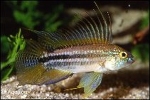 APISTOGRAMMA BITAENIATA