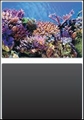 SF DECO POSTER A3 100X49CM