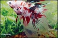 BETTA HALFMOON  NEMO XL  - KEMPVIS