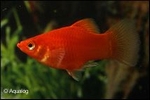 XIPHOPHORUS MACULATUS RED CORAL - PLATY RED CORAL