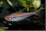 HYPHESSOBRYCON AMAPAENSIS