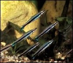 NANNOSTOMUS UNIFASCIATUS