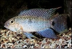 APISTOGRAMMA STEINDACHNERI