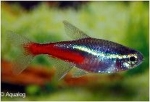 PARACHEIRODON INNESI - NEONTETRA