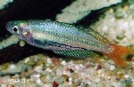 MELANOTAENIA SPENDIDA RUBROSTRIATA RED
