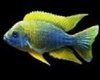 AULONOCARA JACOBFREIBERGI MAMELELA