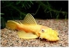 ANCISTRUS GOLD