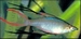IRIATHERINA WERNERI - WERNERS REGENBOOGZALM